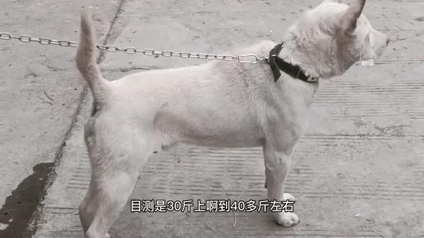 澳门开特马+开奖结果走势和中国下司犬外网爆火与中国下司犬介绍