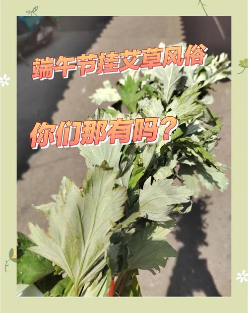 今晚澳门特马开奖结果和年轻人爱上端午挂艾与端午挂艾叶的原因