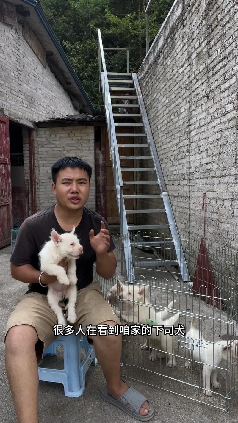 2025全年免费资料大全和中国下司犬外网爆火与中国下司犬介绍
