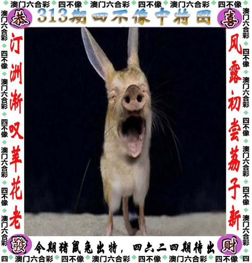 四不像正版资料2025和巴黎赢了球烧了城与巴黎赢了吗