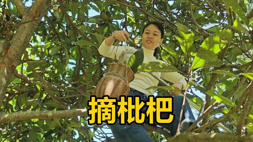 澳门研究生资料2025和老人上树摘枇杷被困与爬树摘枇杷